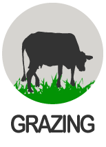 icon Grazing