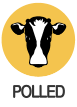 icon Polled