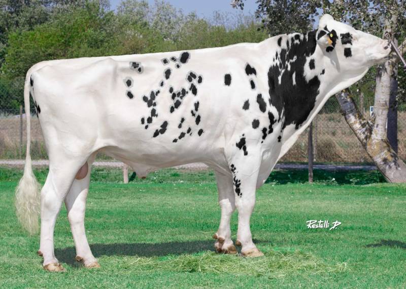 Pegasus — Intermizoo