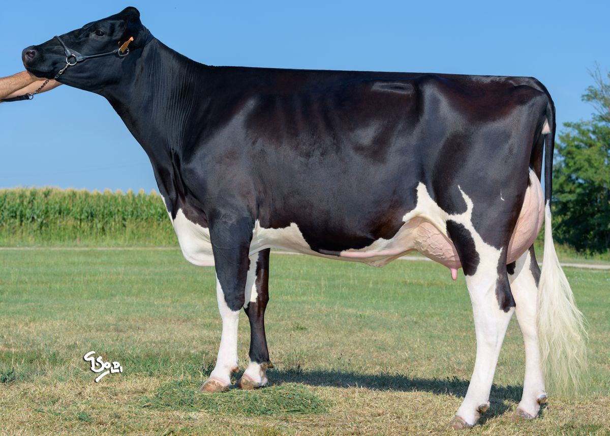 4.Figlia – SUNGOOD 557 – Az. Agr. Bolsieri (MN)