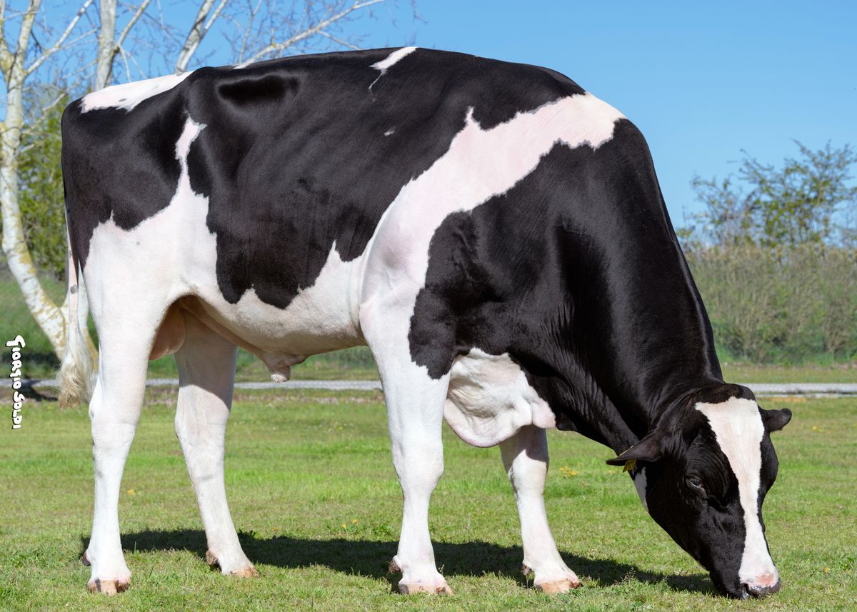 DE000361105369 SMIRNE – adult bull