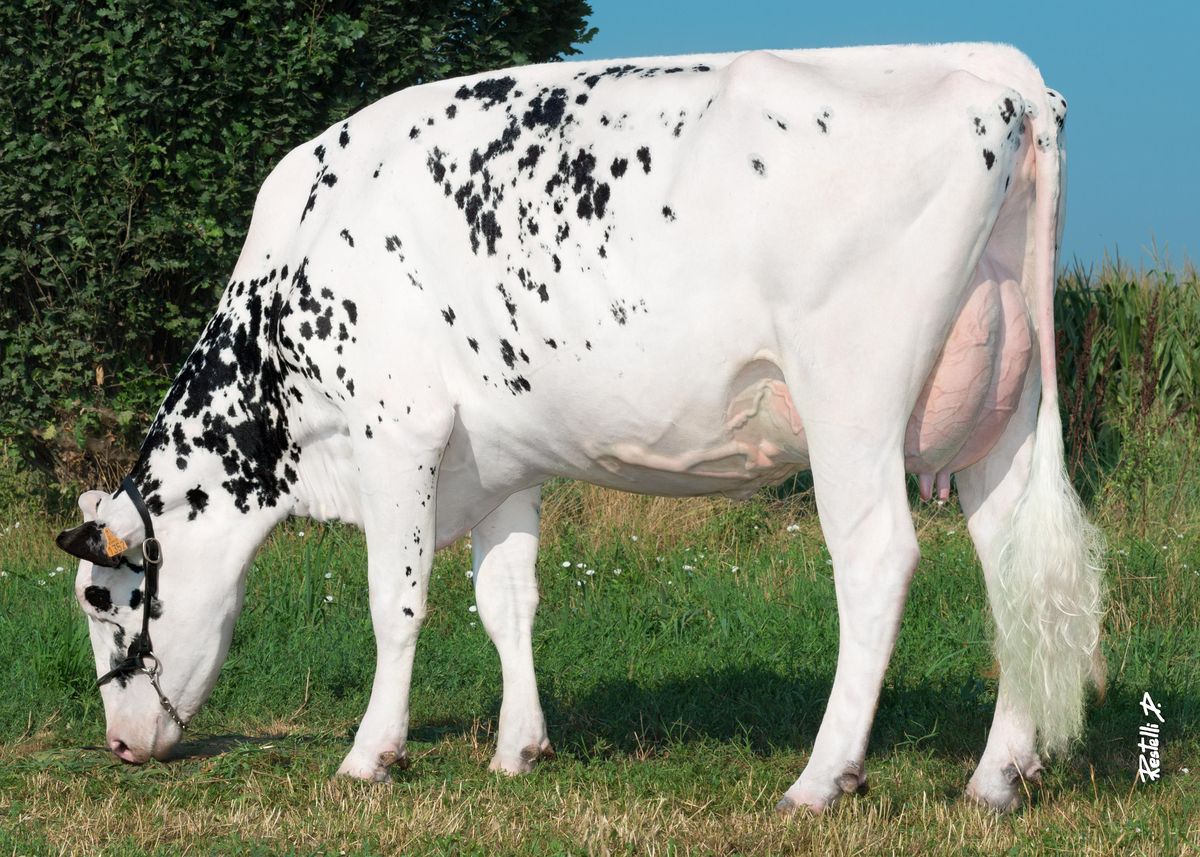 IDEVRA PEPSI VG85 – Soc.Agr. Casanova (CR) p – dam of PERNOD
