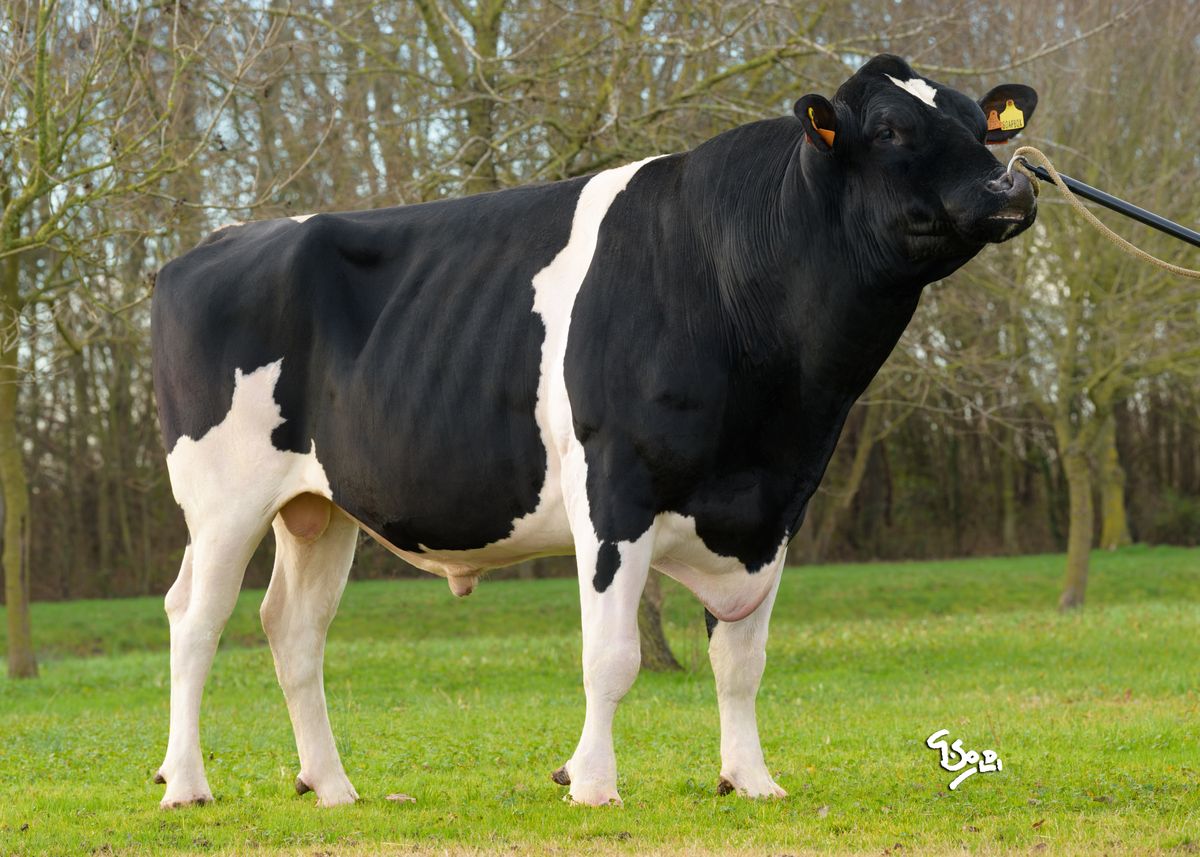 IT019991728923 SOAPBOX – adult bull