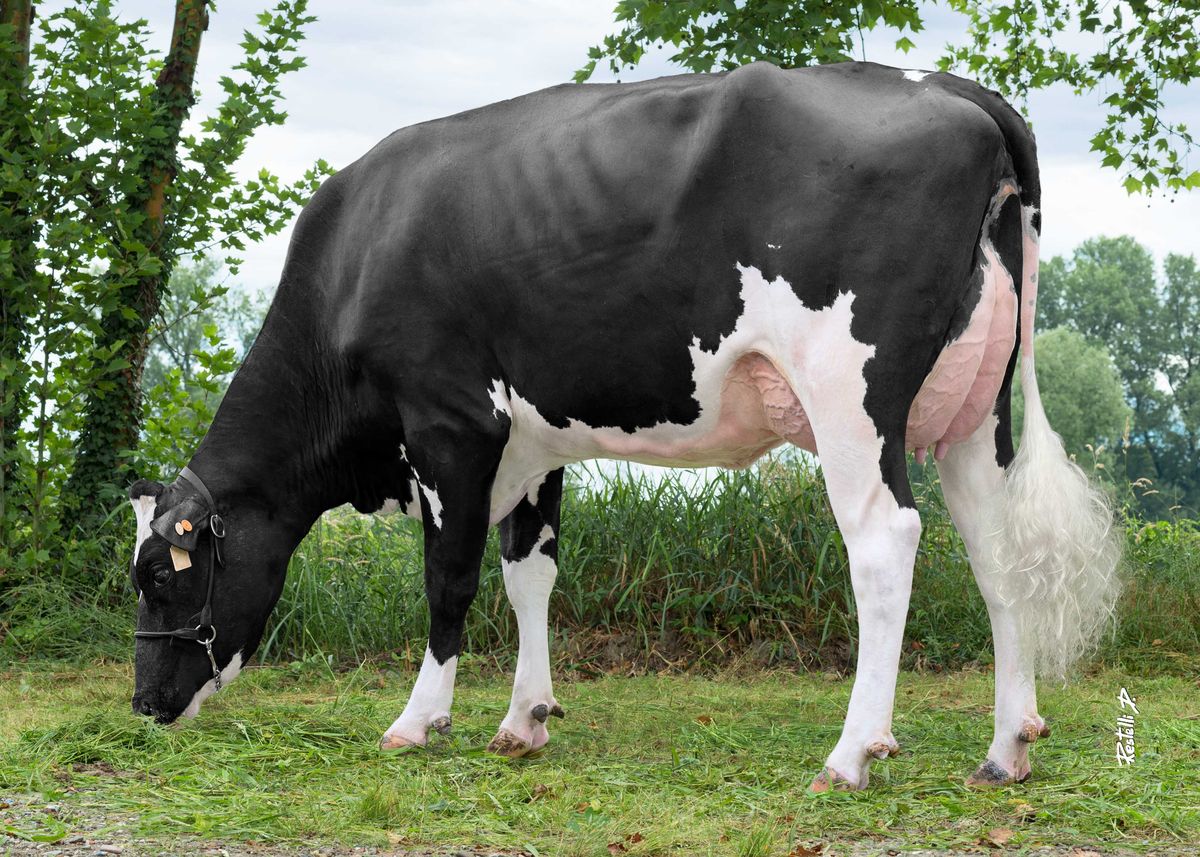 IT019992384589 CRISTELLA TEBAIEDE – Balestreri Donatella, San Daniele Po (CR) pasc