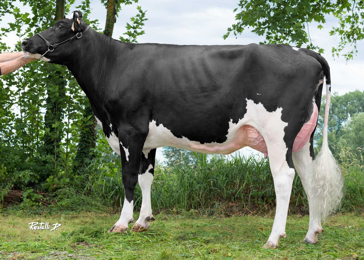 IT019992384589 CRISTELLA TEBAIEDE – Balestreri Donatella, San Daniele Po (CR)
