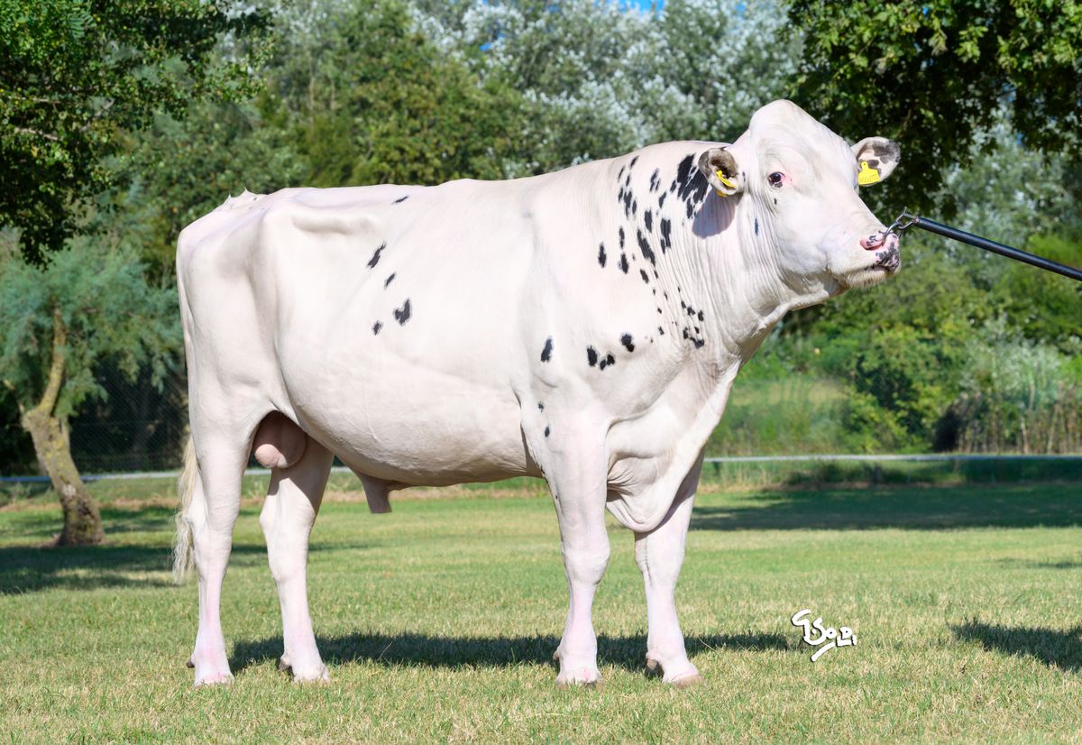 NL000682613017 RIGOLETTO (toro adulto)