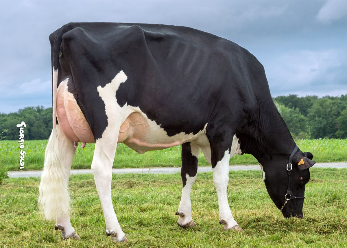 06-Fr3704251032-DG-FITWEN-VG87-3rd-dam-of-MUSEUM-p.jpg