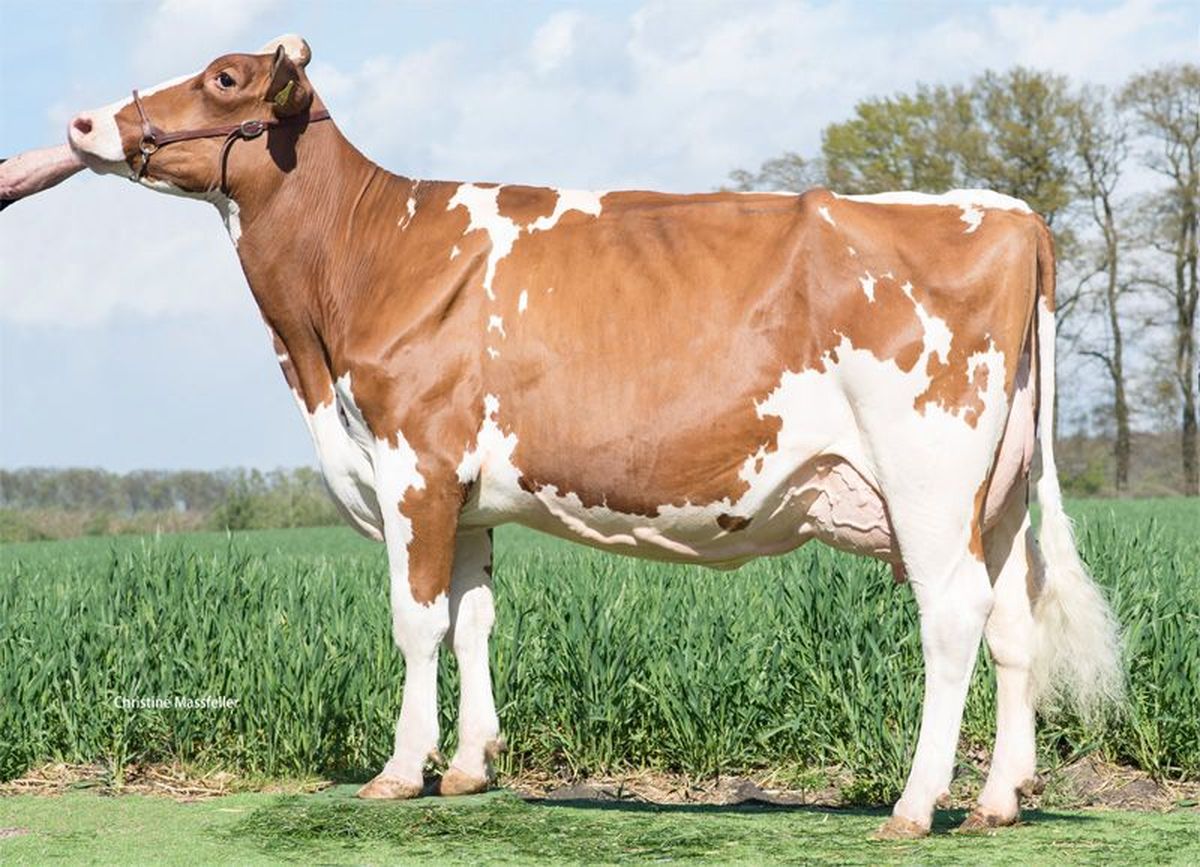 4th-Dam-WIL-Kia-VG-86.jpeg