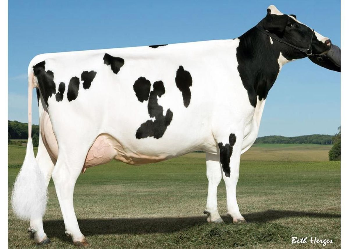 5-Pine-Tree-Monica-Planeta-ET-VG86.jpeg