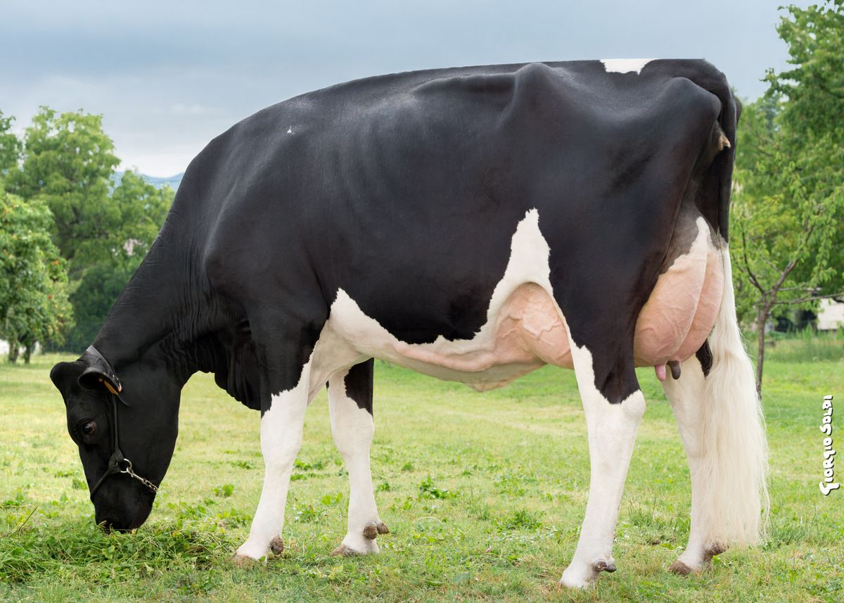 Holstein©GiorgioSoldi