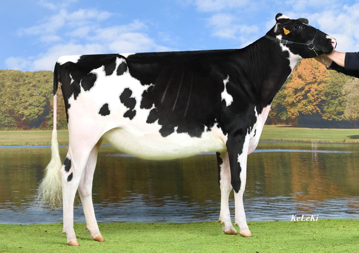 BEL-FRY-BELARIA-Junior-Champion-Swiss-Expo-Lausanne-2019-Owned-by-Daniel-Girard-Switzerland-L_1.jpg
