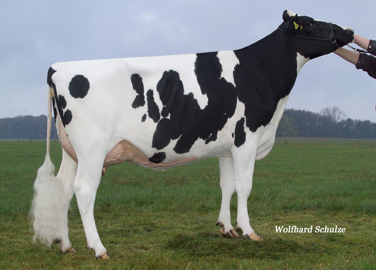 CNN-Dana-VG88-2nd-dam-of-DELOREAN.jpg