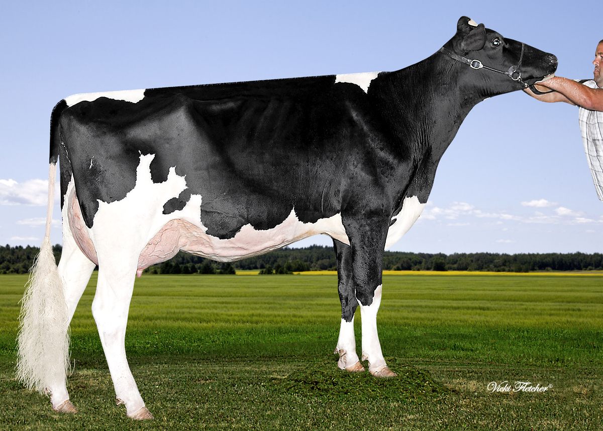 Calbrett-Numero-Uno-Brin-VG88-2nd-dam-of-REDBIRD.jpg