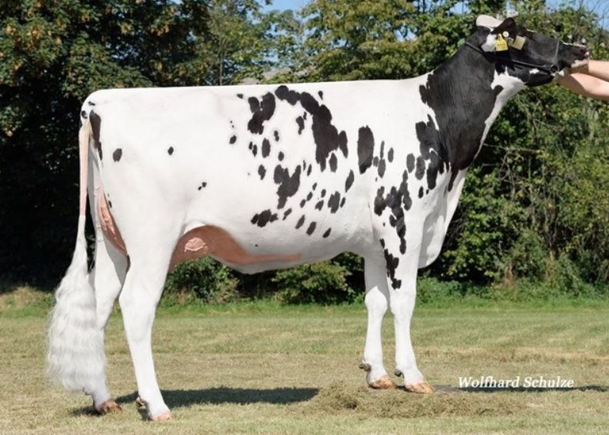 DE-0360987083-MB-87083-VG85-figlia-di-Gordon.jpg