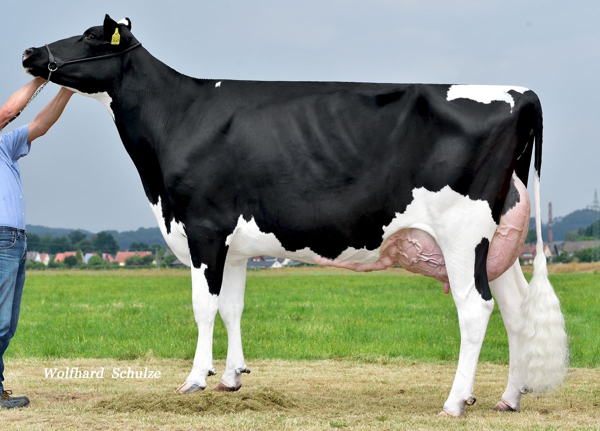 DE000355750436-MABELLE-EX90-3rd-lactation-2nd-dam-of-SMIRNE.jpg