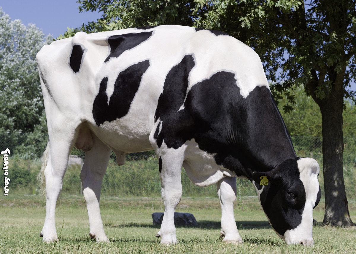 DE000357545439-CAMBRIDGE-adult-bull_0.jpg