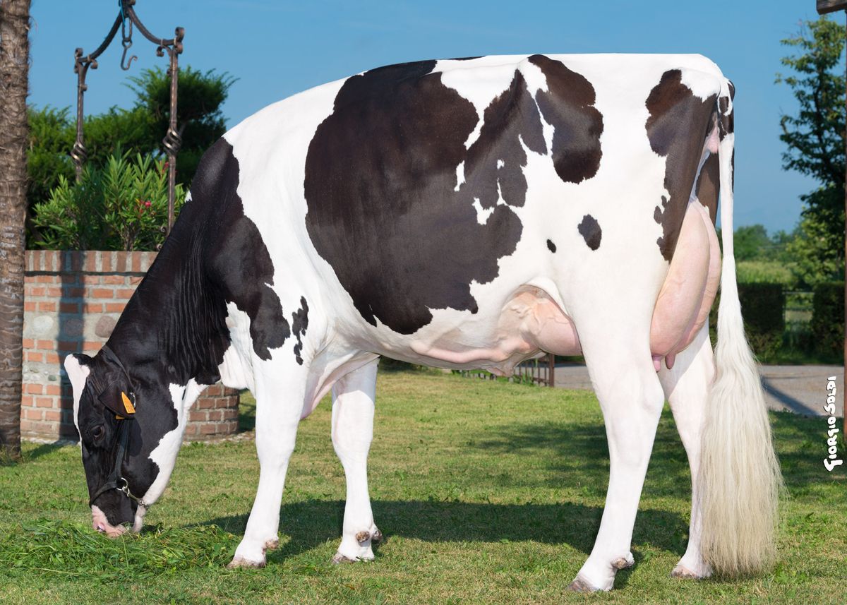 Holstein©GiorgioSoldi
