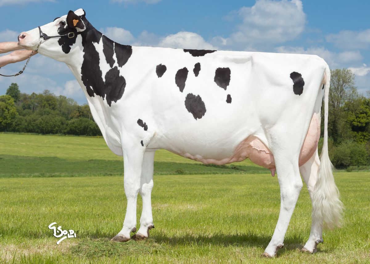 FR004432728215-FILI-SHER-VG86-3rd-dam-od-LATIFI.jpg