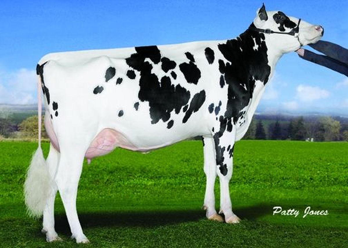 Gillette-Bolton-2nd-Look-VG-88.jpeg