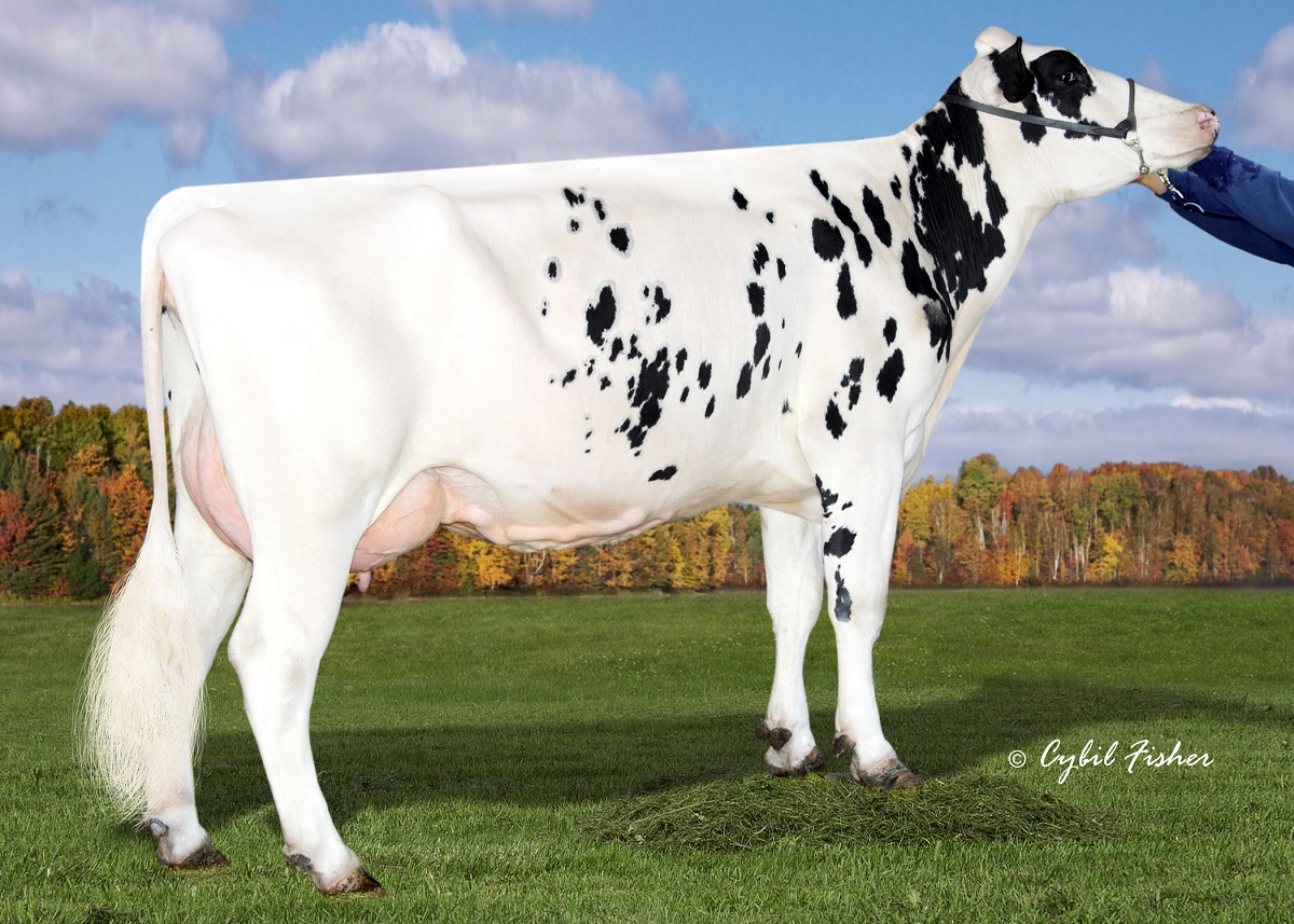 HF36209-Welcome-Tel-Massey-Liola-ET-VG85-dam-of-LINNEO.jpg