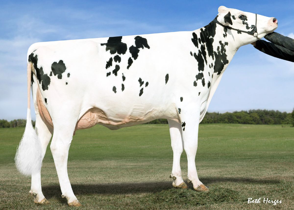 HFB6931-Hickorymea-Manoman-Opine-P-3rd-dam-of-OSBORNE.jpg