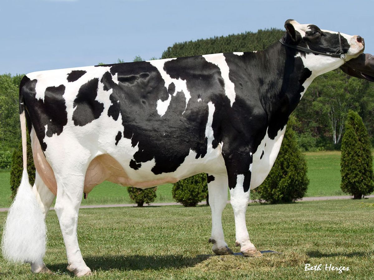 HO000052323638-Glen-D-Haven-Oman-Biffy-ET-VG88-componente-della-famiglia-di-NORWAY.jpg