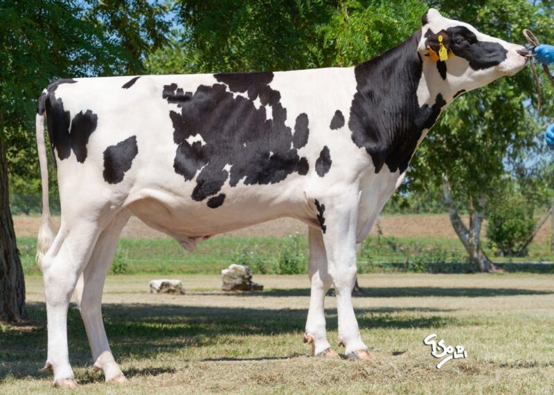 Islero — Intermizoo