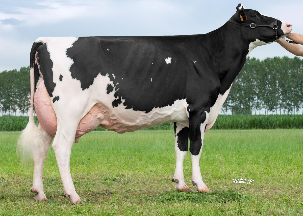 IT001990381452.Bel-Goldwyn-Queen-EX92-2nd-dam-side-view.jpg