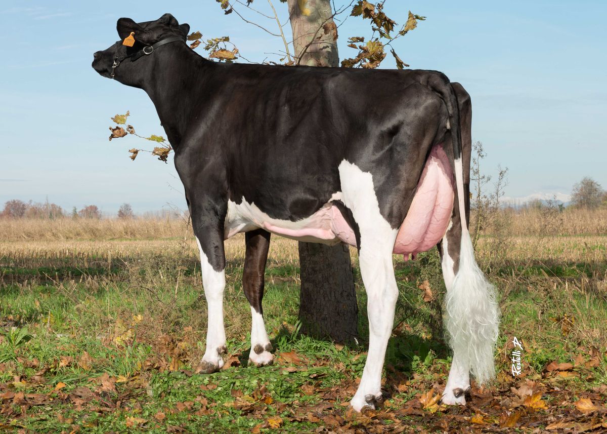 IT019991592030-GO-FARM-NATASHA-ET-GP84-dam-of-NIKKA-dietro.jpg