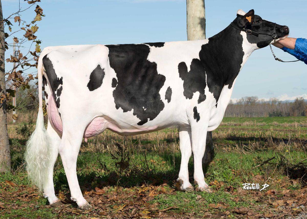 IT019991671628-GO-FARM-PEPPA-VG85-Go-Farm-Holstein-CR-lato.jpg