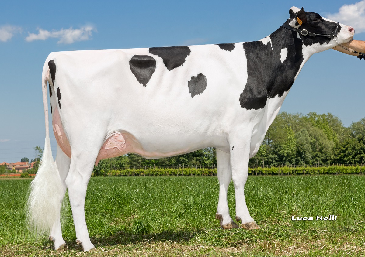 IT027990080798-Due-Pioppi-Supersire-Piave-VG85-dam-of-Dalmata.jpg