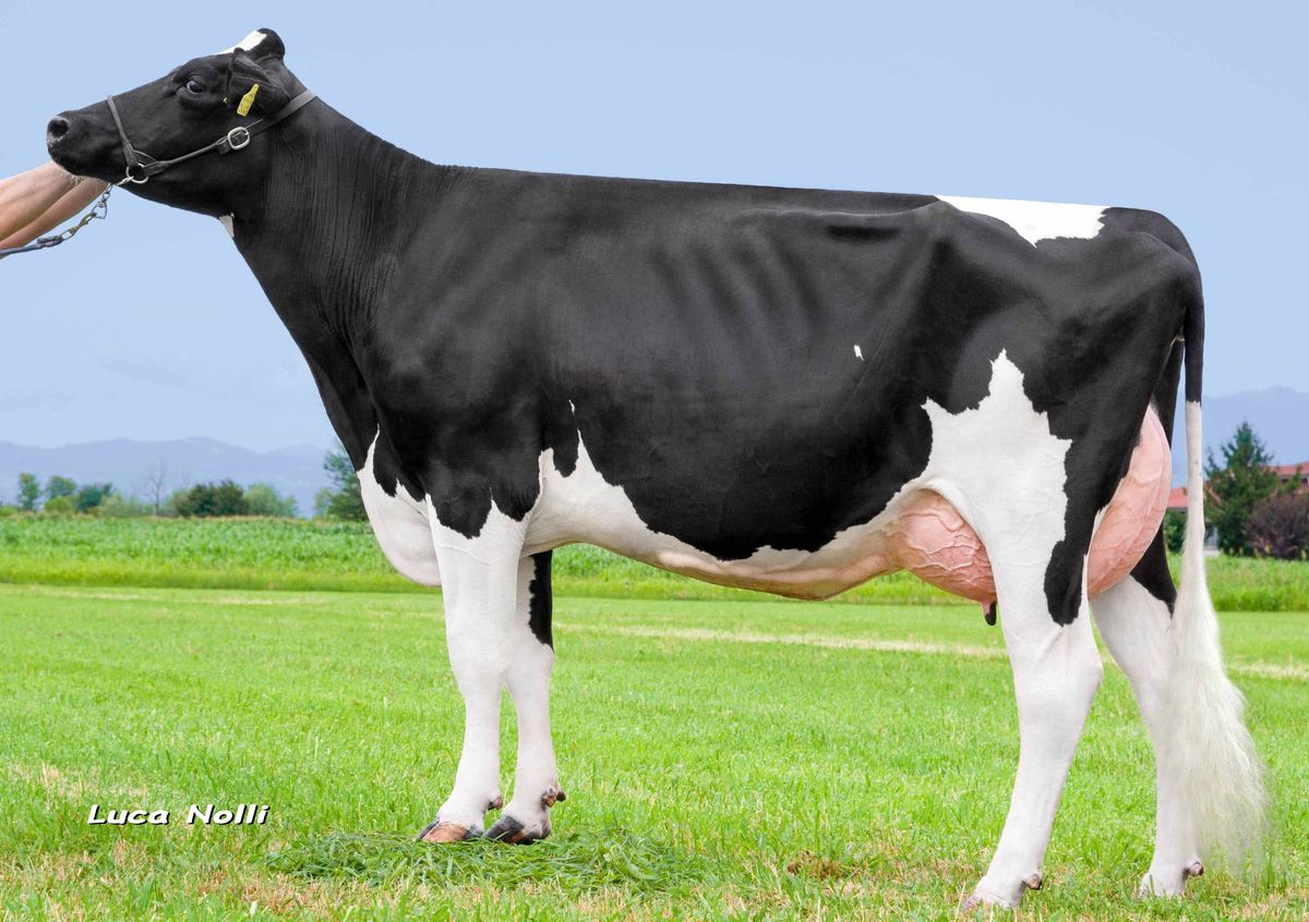 JESOLO_DE000354324476-JENNIFER-ET-VG85-2nd-dam-of-JESOLO.jpg