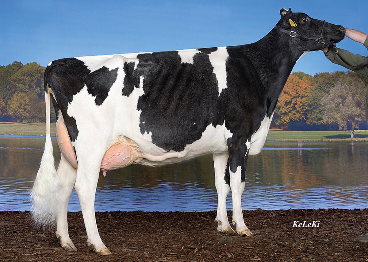 Jeeves-Illinois-VG-88-3nd-dam-of-INNUENDO.jpg