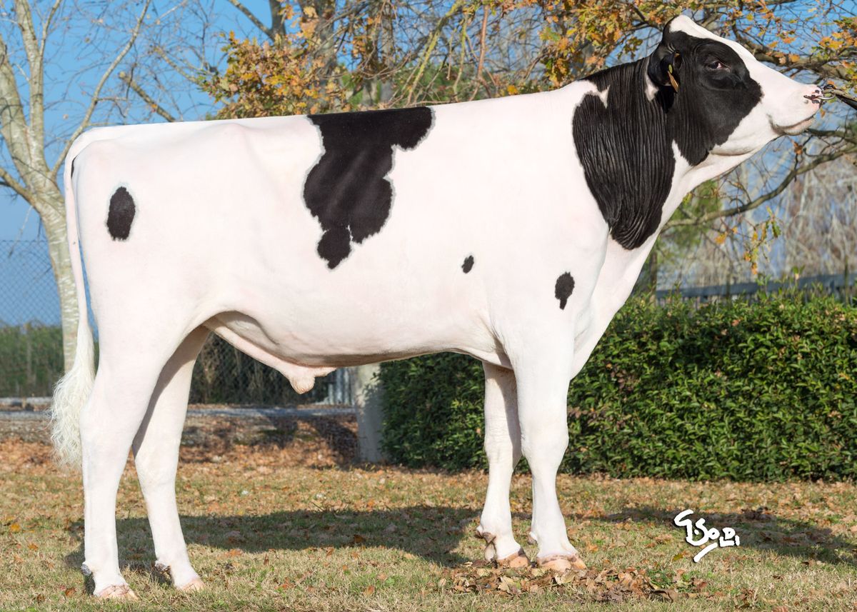 KANT-IT028990346833-bull-young.jpg