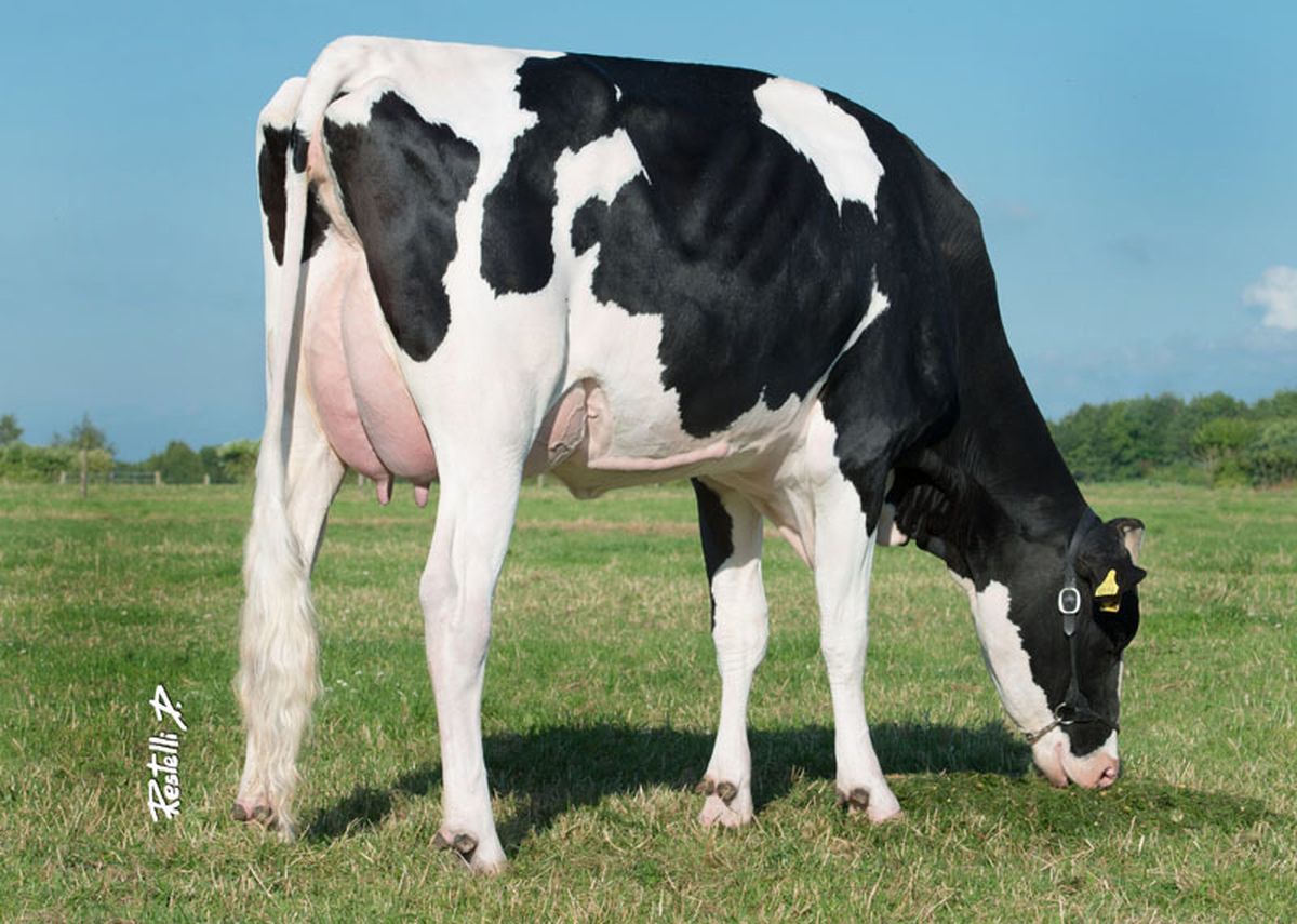 PG-Mylady-VG85-3rd-dam-od-MALIBU.jpg