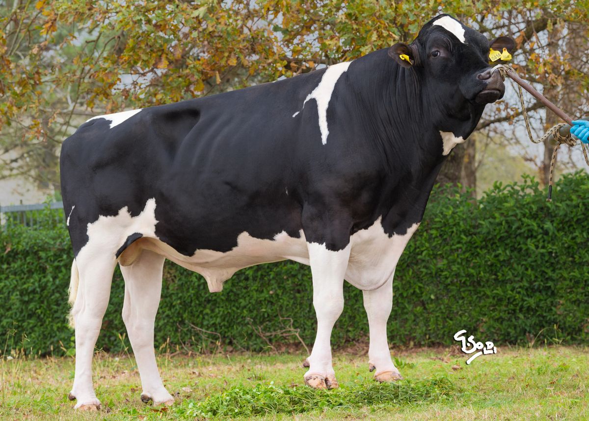 RAGLAN-NL000887310414-adult-bull-HD.jpg