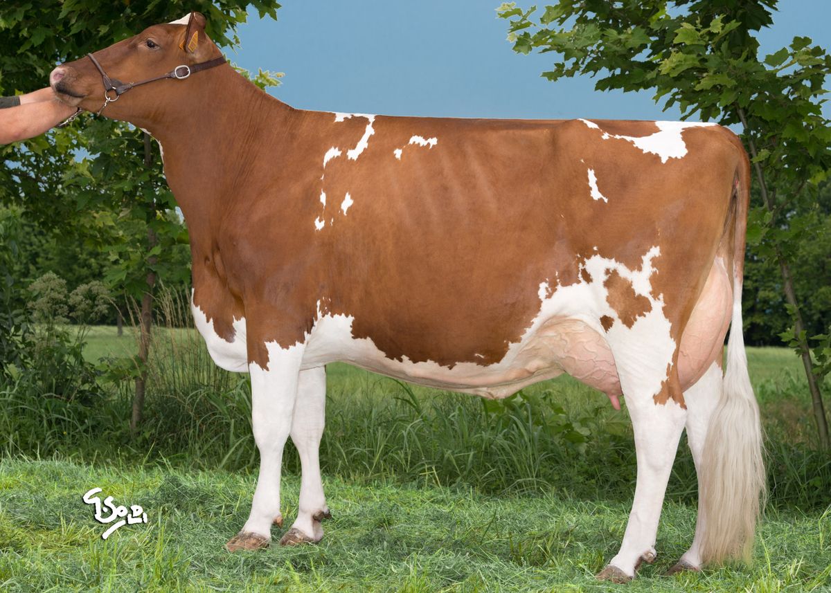 Holstein©GiorgioSoldi