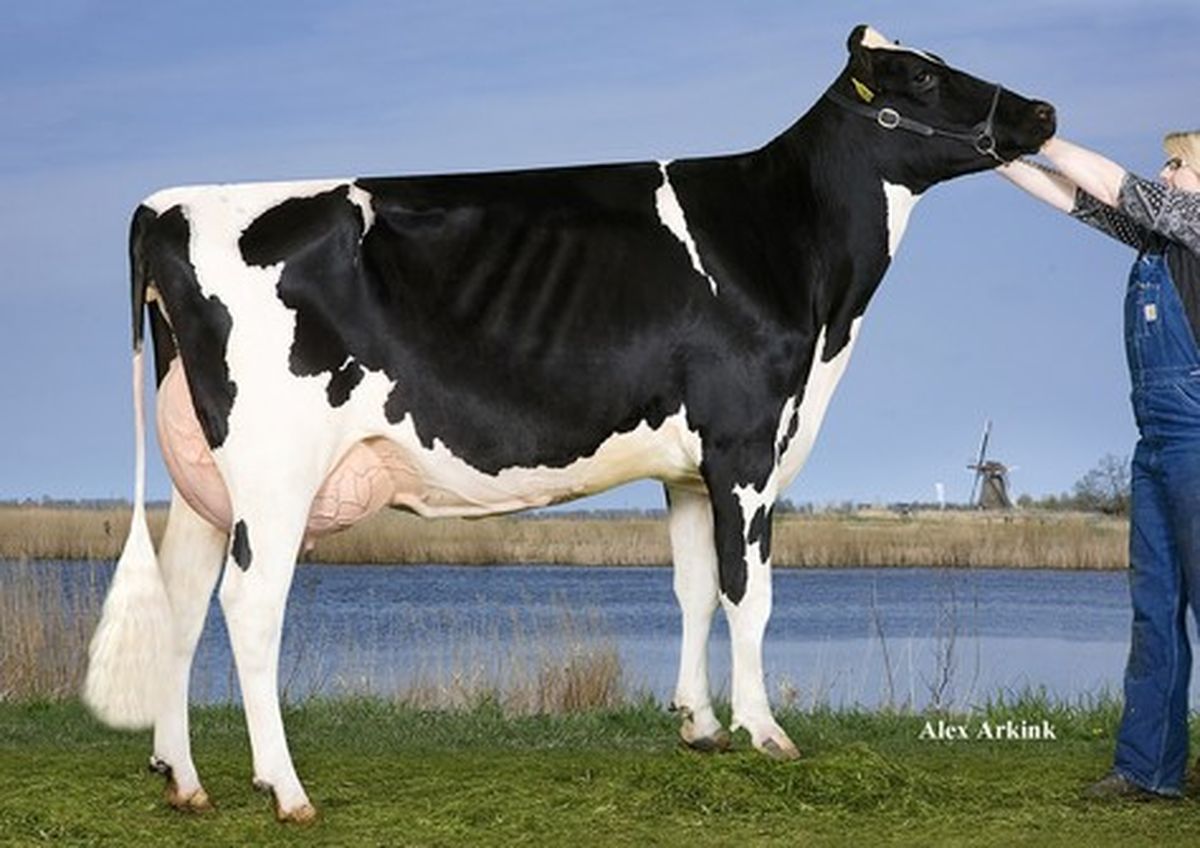 Rhala-M.O.M.-Daydream-5_nl_498305230.jpg