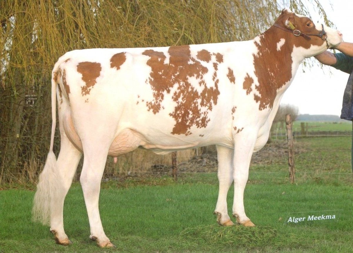 TOPSPEED-GABY-VG-89-2ND-DAM.jpeg