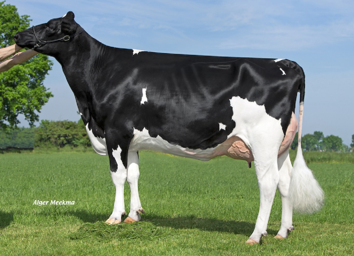 Vekis-DG-Laticia-VG-85-NL-by-Tango-full-sister-to-2nd-dam-of-BENACO.jpg