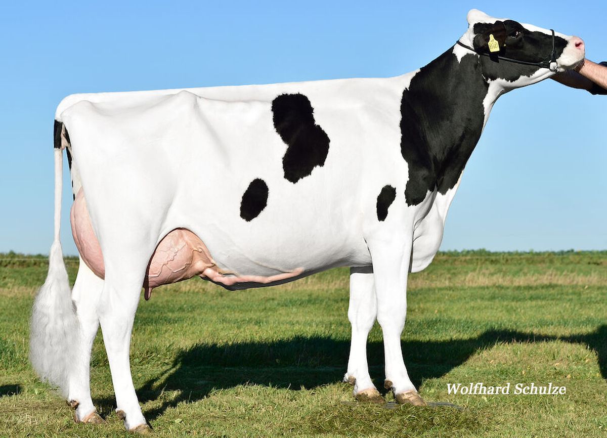 5a madre HHF ILLETTE VG85