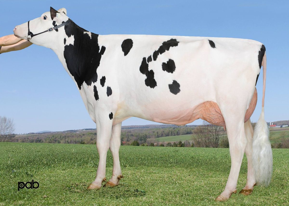 Bisnonna LESPERRON KINGBOY SANTANA RC