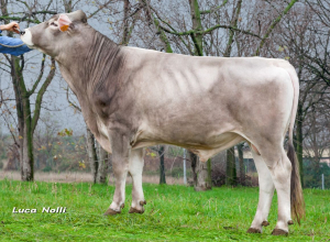 Brown Swiss