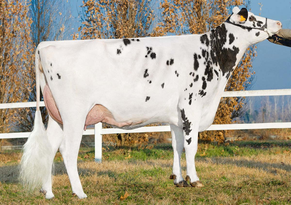 GoFarm Bomba VG85 – 3rd dam of BOERO RF