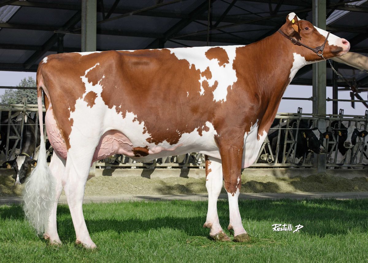 IT023990598546 NORDERA IRONGEN MELOGRANA RED – Az Agr Nordera (VR) – madre di REDBOOM