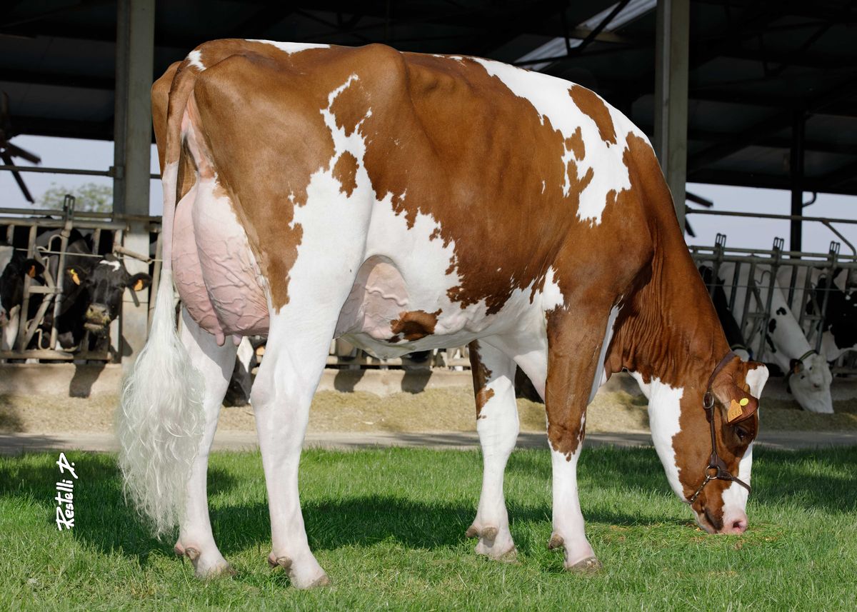 IT023990598546 NORDERA IRONGEN MELOGRANA RED – Az Agr Nordera (VR) pasc