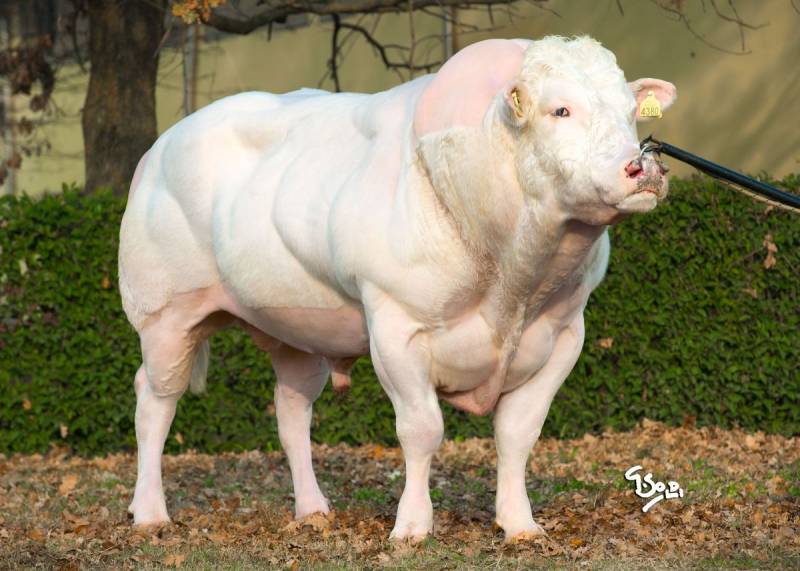 Eusebio — Intermizoo