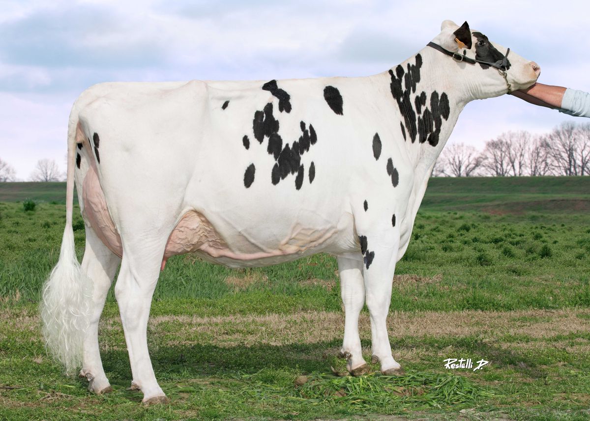 IT019991995172 CRISTELLA RELAX ET VG86 – Az Cristella – Balestreri Donatella – San Daniele Po CR – madre di REBULI