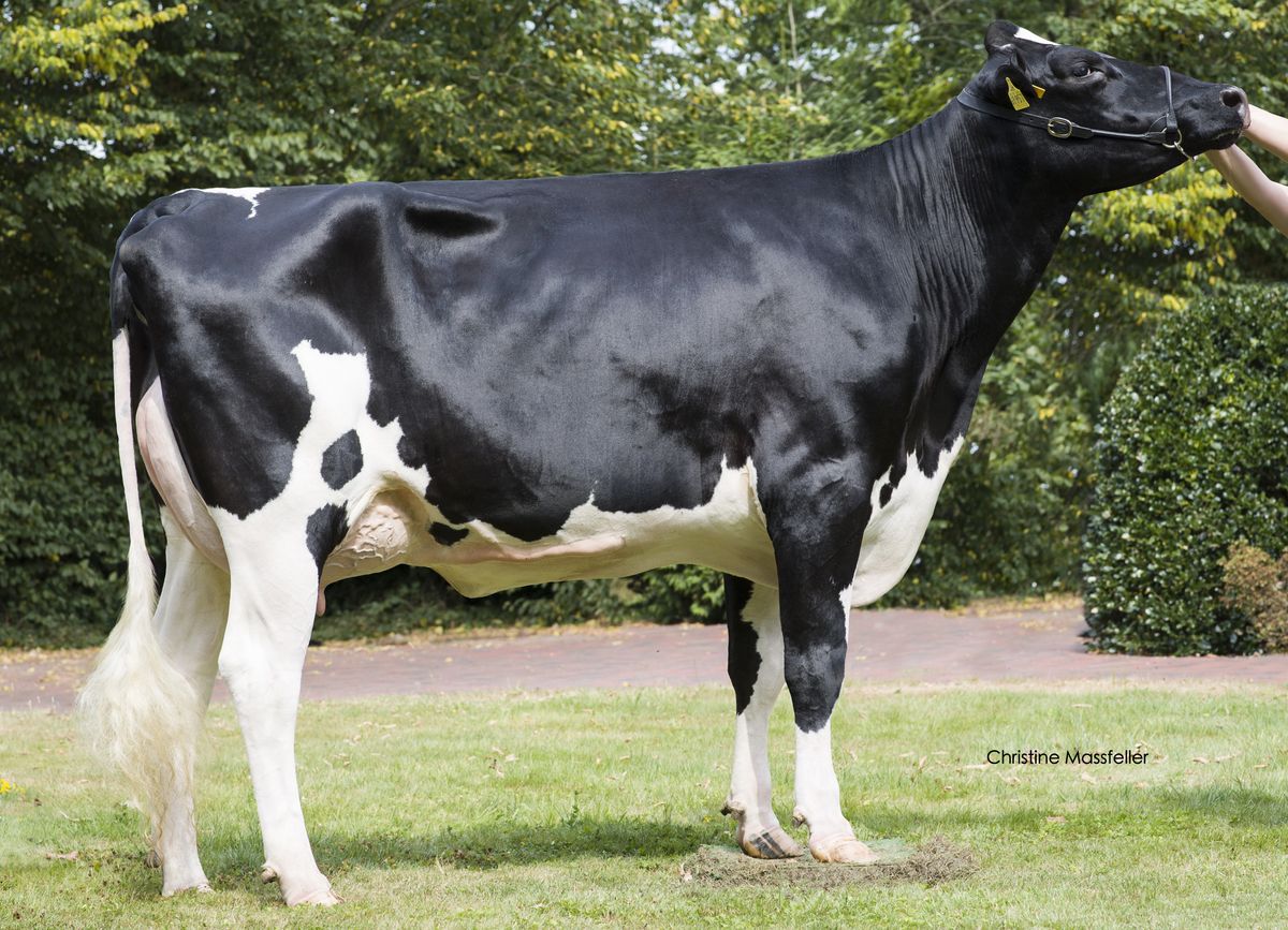 GGA Jolene 0357269957 – 3rd dam of JOCHEN PP