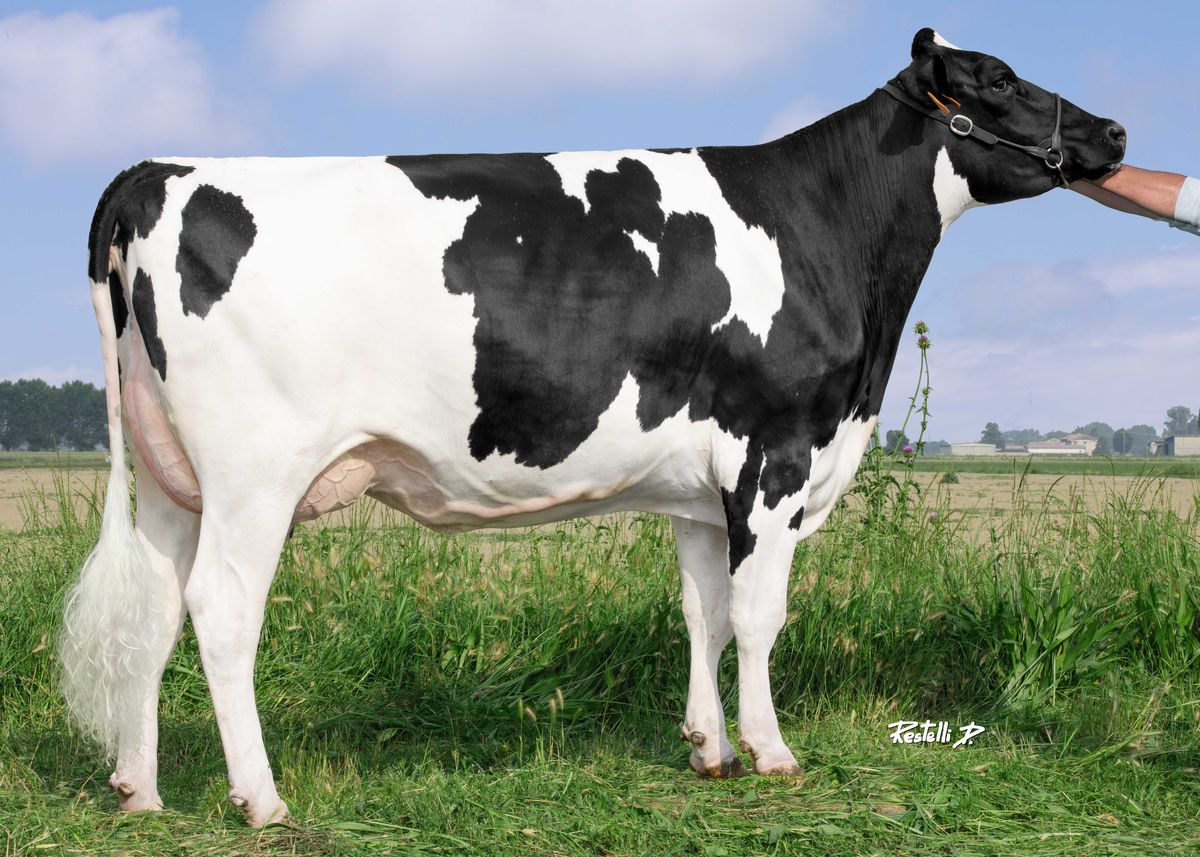 IT034991185351 AL.CO.BIA. NETHERLAND – Societa’ Agricola Bianconese Farm ss – Fontevivo – (PR) – madre di SOPRONI